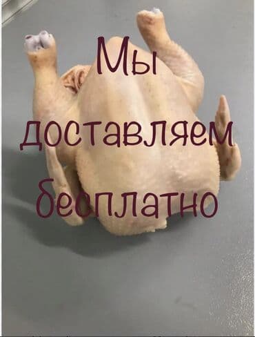 собаки в бишкеке бесплатно: Сатам | Тооктор, Короздор — 1
