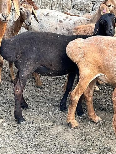 кой парода: Продаю | Овца (самка) | Для разведения — 1