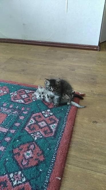 Котята домашние, пушистые и игривые. - Возраст: примерно 1–2 месяца at lalafo.kg Котята домашние, пушистые и игривые. - Возраст: примерно 1–2 месяца