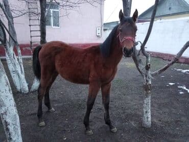 Продаю | Конь (самец) | Полукровка | Для разведения at lalafo.kg Продаю | Конь (самец) | Полукровка | Для разведения
