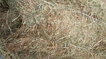 продажа щенков немецкой овчарки с документами в бишкеке: Прадаю клевир салома цена договорная званите — 2