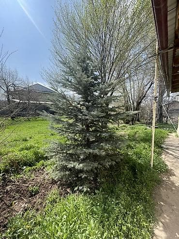 Ель голубая (ель колючая, Picea pungens ‘Glauca’) для ландшафтного