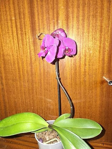 Орхидея фаленопсис с яркими фуксиевыми соцветиями в прозрачном