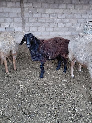 тайга алмашам: Сатам | Ургаачы кой (ургаачы) | Көбөйтүү үчүн — 5