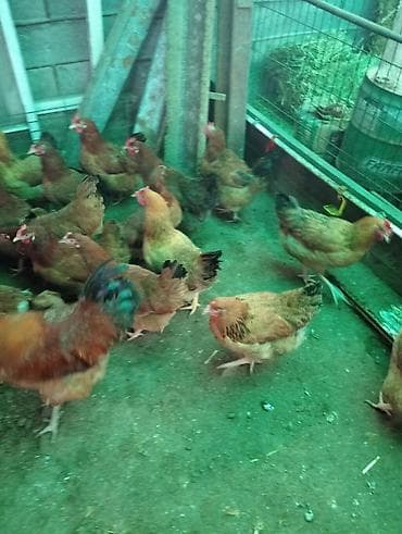 домашный куры: Продаю | Куры | Домашняя | Несушки — 3