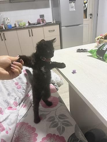 Отдам даром кошку: Кошка даром: Беспородная, 3 месяца, Девочка, Приучена к лотку — 3