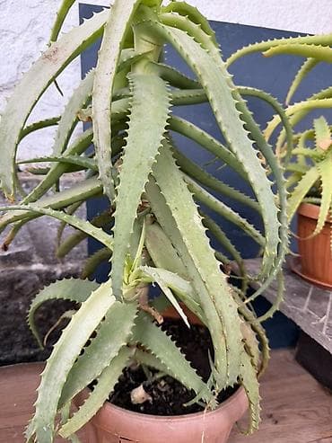 Үй жана бакча: Алоэ (суккулент) в горшке - Крупное комнатное алоэ с декоративными — 2