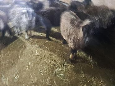 кой айдайт: Сатам | Эчки (ургаачы) | Аргын | Көбөйтүү үчүн — 3