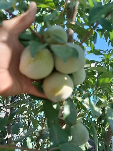 Другие фрукты: Новинка. Саженцы диплоидной сливы (гибрид дача+слива). Имеются разные — 4