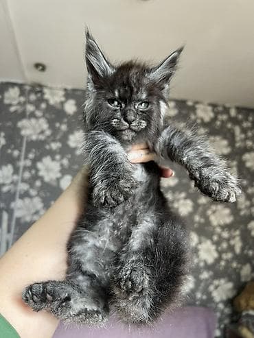 кошка продаётся: Эксклюзивные мощные котята Мейн куны с полным пакетом Документов — 6