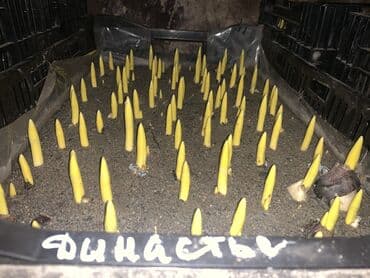 тюльпан оптом бишкек: Принимаем заказы на луковицу тюльпана, гиацинта, крокуса — 22