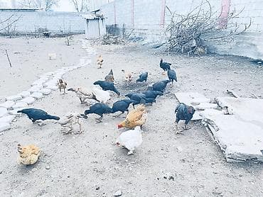 Кошки: Продаю бойцовых Курочек 
Звоните на телефон номер Вацап — 1