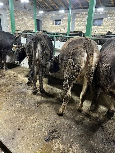 куплю корову на мясо: Продаю | Тёлка | Швицкая | На откорм, На забой | Привязанные — 4