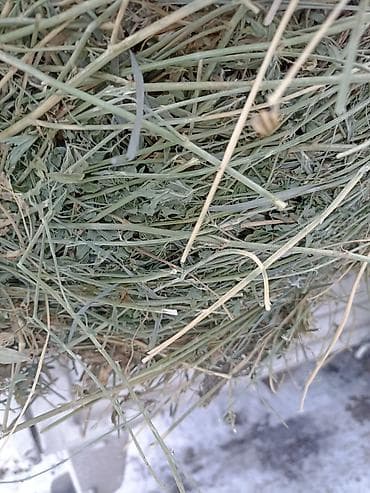 карова каракол: 2укос Клевер сено доставка есть зелёный 107шт тюки плотные — 9