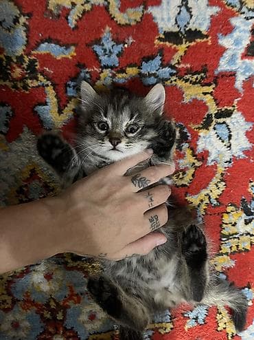 кошка жалал абад: 2 айлык, Ургаачы, Лотокко барууга үйрөтүлгөн — 4