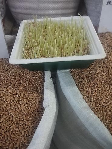 квас: Пшеница продовольственная/для проращивания Описание: - Натуральное — 1