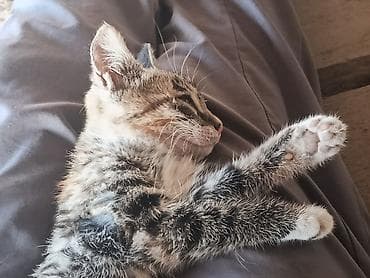 котенок шиншилла купить: 4 месяца, Девочка, С прививками — 6