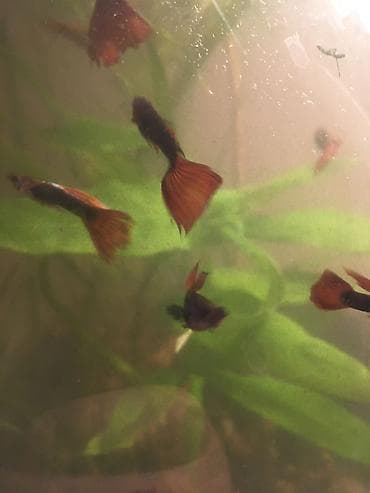 Балыктар: Продаю рыбок гуппи! Очень неприхотливы и просты в уходе! Для детей — 2