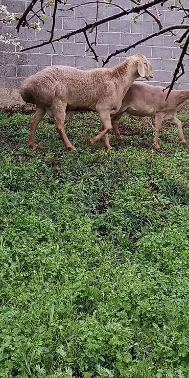 овчарка отдам: Продаю | Баран (самец) | Для разведения | Осеменитель — 3