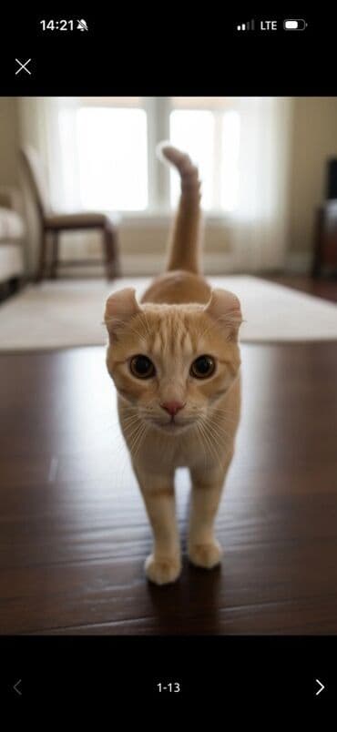 корм для домашних животных: Американский кёрл, 9 месяцев, Мальчик, Рыжий, Приучена к лотку — 1