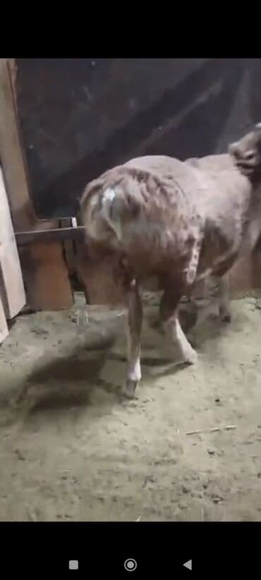 отдам котенка в добрые руки: Сатам | Козу, Кочкор (эркек) | Арашан | Көбөйтүү үчүн | Асыл тукумдуу — 4