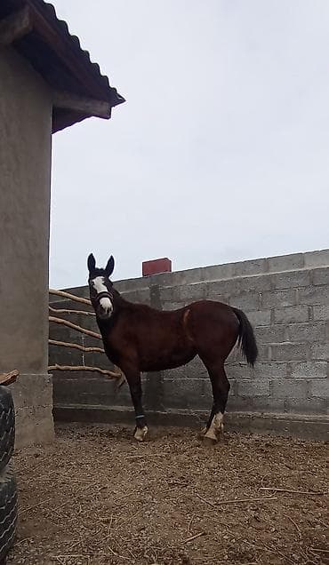 сколько стоит арашан: Продаю | Жеребенок | Конный спорт | Мерин — 5