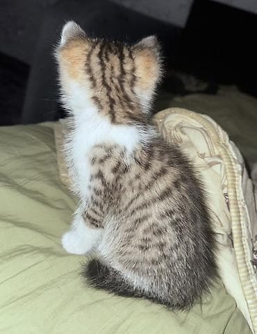 котенок 1 месяц: Кошка даром: Беспородная, 1 месяц, Мальчик, Приучена к лотку — 3