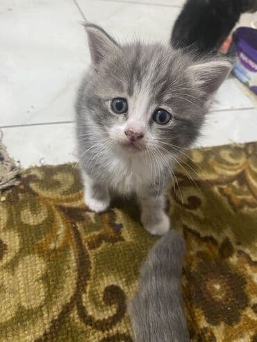 шотландская вислоухая кошка цена бишкек: Продаю котят вислоухие покровки ( метисы) окрас табби и — 2