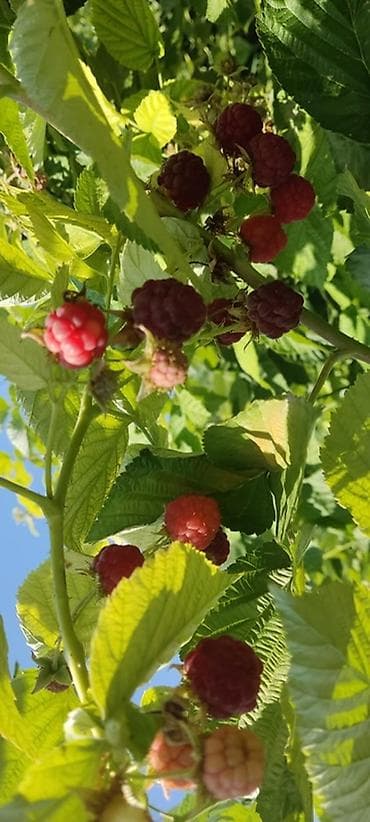 сары булун: Продается Корни Малина «Зевс» — ремонтантный крупноплодный сорт. - — 4