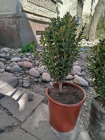 Вечнозелёные саженцы самшита (Buxus) в вёдрах. - Компактные, густые