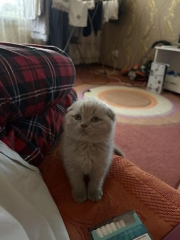 Мышыктар: Шотландский вислоухий котёнок (Scottish Fold), окрас голубой. Вотс + — 3