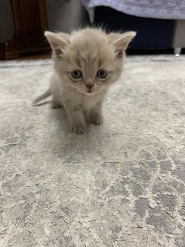 шатландские кошки: Котята шотландские вислоухие приученные к лотку — 3