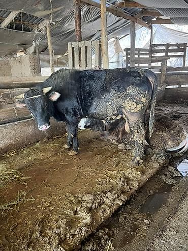 Ветеринар кызматы: Сатам | Бука (эркек) | Бордоп семиртүү үчүн | Байланган — 2