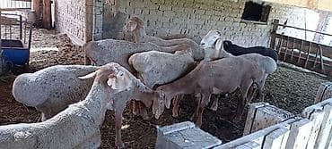 аршан кой: Продаю | Баран (самец) | Гиссарская, Полукровка, Арашан | На забой, Для разведения | Осеменитель — 4