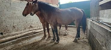 кой обмен: Продаю | Кобыла (самка) | Полукровка | Рабочий — 8