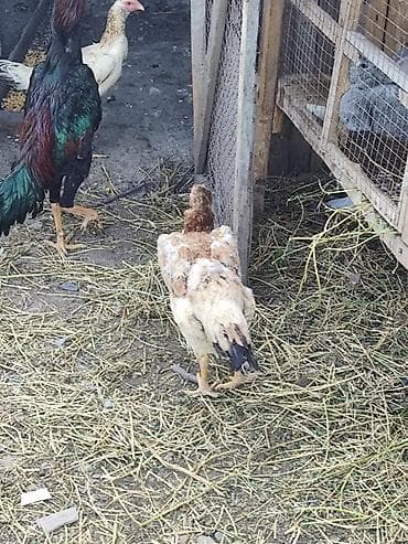 куплю быков село константиновке: Продаю | Куры | Дакан | Несушки, Для боев — 6