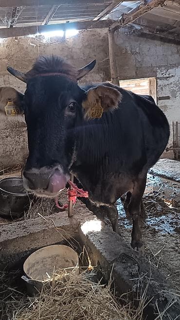 Ветеринар кызматы: Сатам | Уй (ургаачы) | Сүт алуу үчүн | Байланган — 4