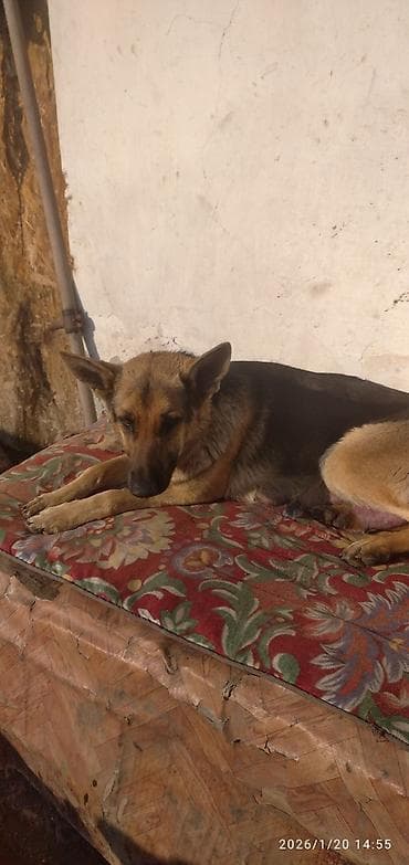 золотистый ретривер купить в бишкеке: Немецкая овчарка, 1 месяц, Самка — 9