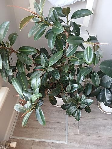 Фикусы: Фикус эластика (Ficus elastica, каучуконосный фикус) в декоративном — 5
