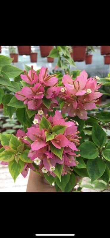 клематис бал цветов купить: Бугенвиллия в горшке (разные окраски прицветников) - Вид — 8