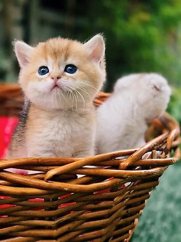 big 6: Вязка кошек ! Не продажа ! Шикарный клубный котик Шотландский — 10