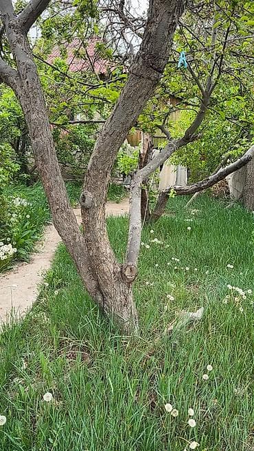 osh city: Продается барачный дом 📍в городе Чолпоната…вторая линия выше дороги… — 4