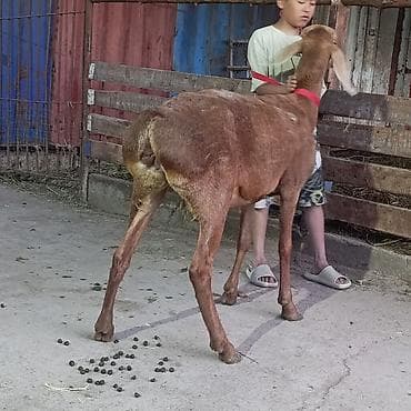 кох брама: Продаю | Овца (самка) | Для разведения | Матка — 3
