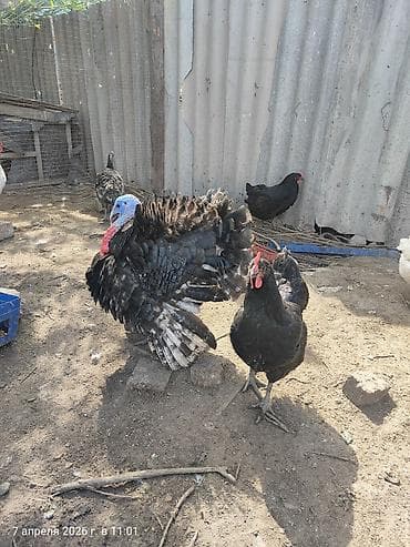 Продаю | Петух | Домашняя | Для разведения