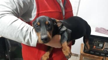 акустические системы newrixing колонка в виде собак: Такса, 4 месяца, Самка, С прививкой — 1