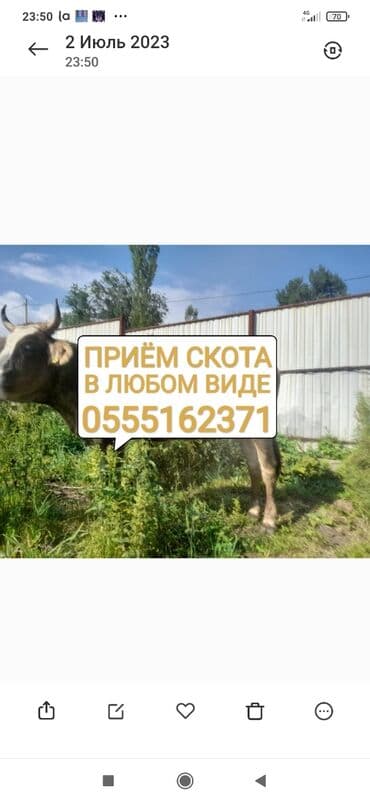 Куплю | Коровы, быки, Лошади, кони | Круглосуточно, Любое состояние, Забитый at lalafo.kg Куплю | Коровы, быки, Лошади, кони | Круглосуточно, Любое состояние, Забитый