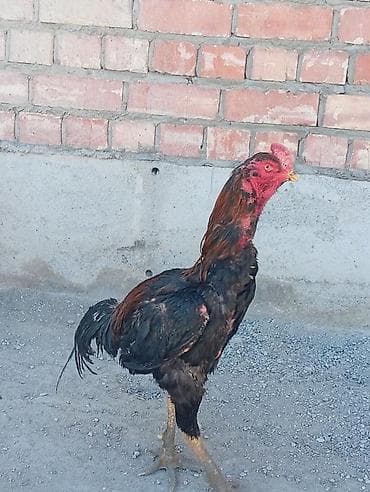 бойцовый: Продаю | Петух | Бойцовая | Для разведения — 1
