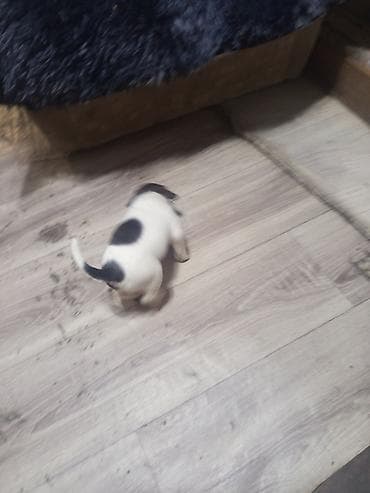 Щенки небольшого формата, короткошёрстные. Окрас: белый с чёрными