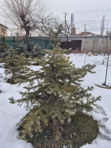 крымская сосна купить: Ели для озеленения участка - Породные хвойные деревья с плотной — 5