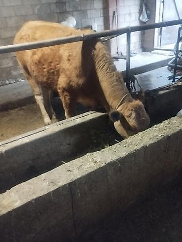 ишу карова: Продаю | Корова (самка) | Для разведения | Привязанные — 2